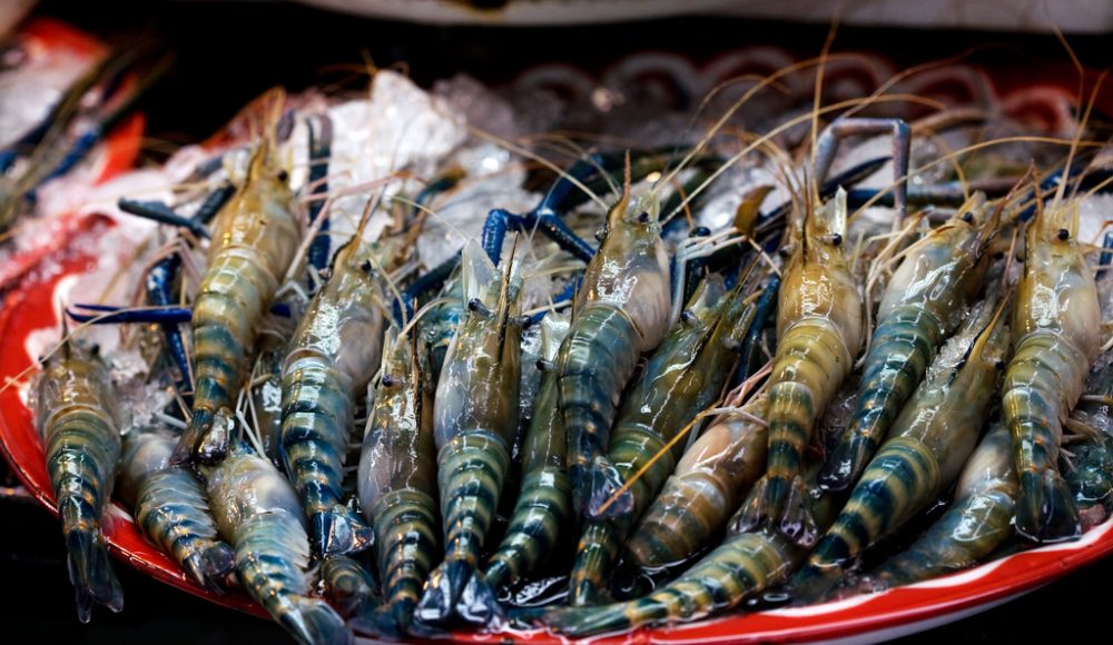 Vietnamese Farmers Struggle under Australia’s Prawn Import Ban