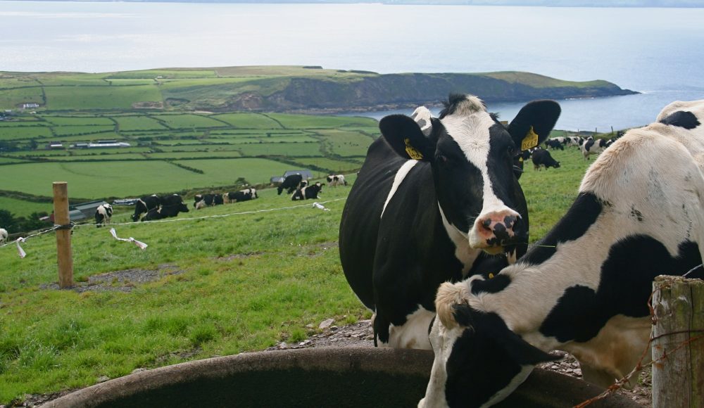 UK Milk Goes Abroad